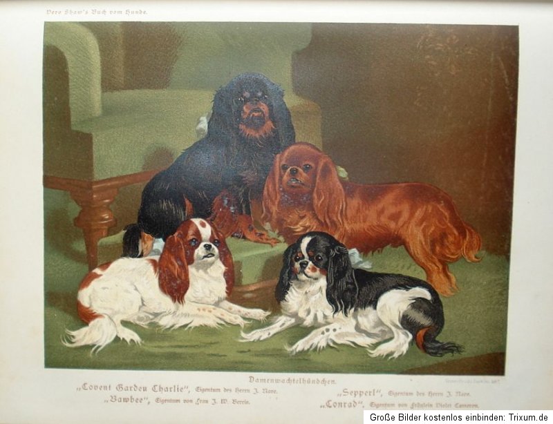 c1883 hunde kynologie dogs shaw hundezucht rassenhunde hunderassen