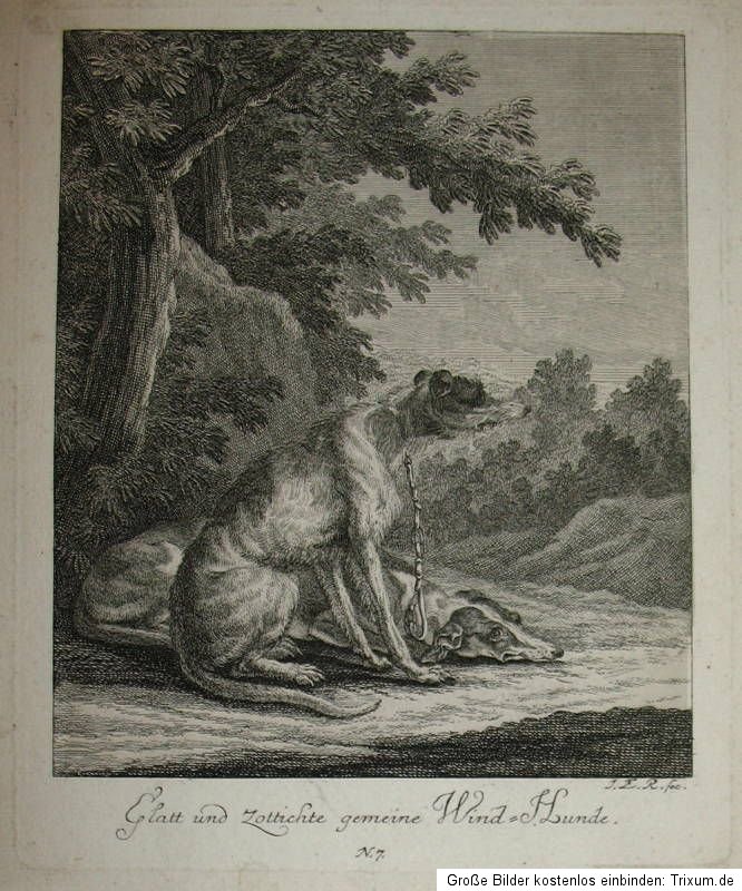 c1740 Hunde, Windhunde, Greyhound und Saluki, Ridinger   Kupferstich