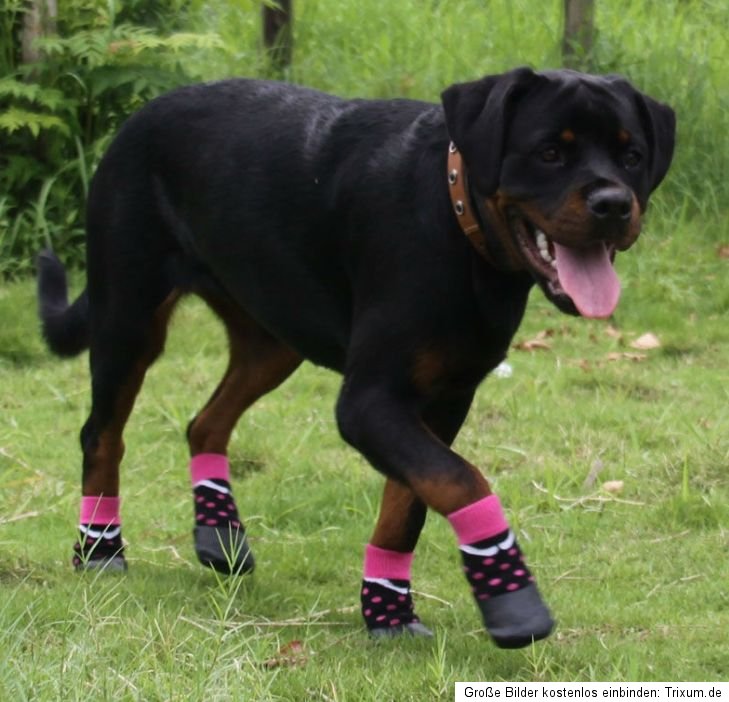 Hundesocken Pfotenschutz WASSERFEST vers. Größen PUNKTE neu Anti