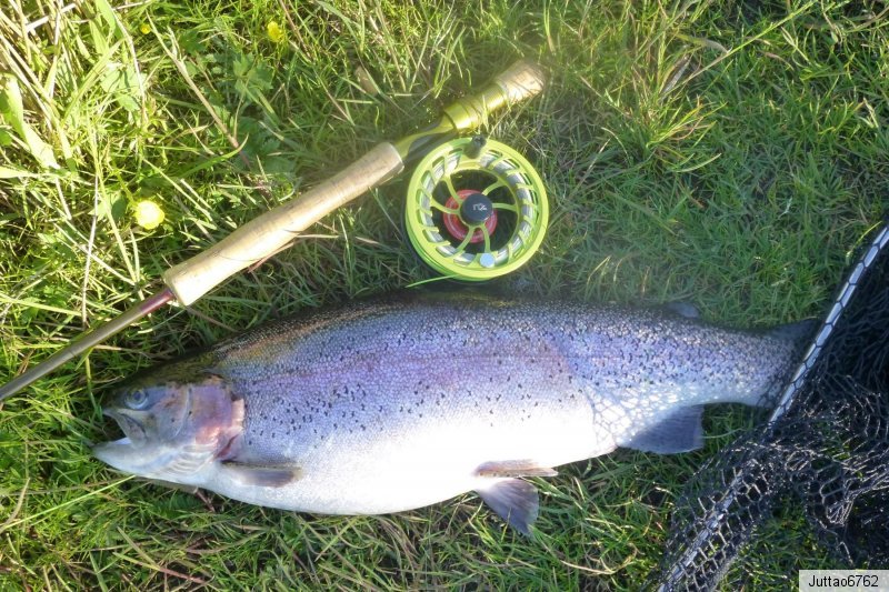 3 St.Goldkopf MAGIC-Streamer # 8 Bach-Regenbogen-Lachs-Forelle Saibling Put/&Take