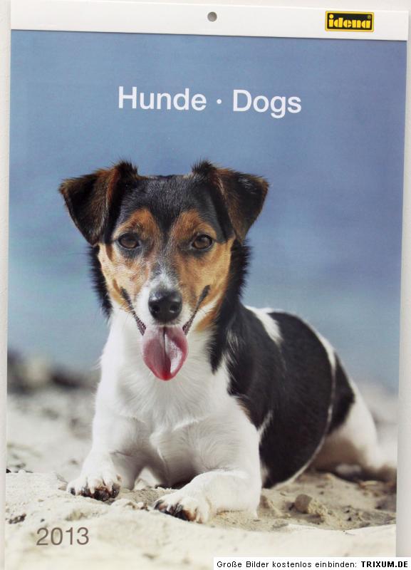 Hundekalender 2013 Wandkalender Hunde Tierkalender 34x24cm NEU